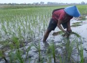 Padi Biosalin Siap Pindah Tanam, Jadi Upaya Tingkatkan Ketahanan Pangan Kota Semarang