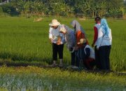 Walikota Semarang Berharap Padi Biosalin Bisa Beri Kesejahteraan Masyarakat Pesisir