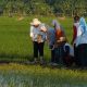 Walikota Semarang Berharap Padi Biosalin Bisa Beri Kesejahteraan Masyarakat Pesisir