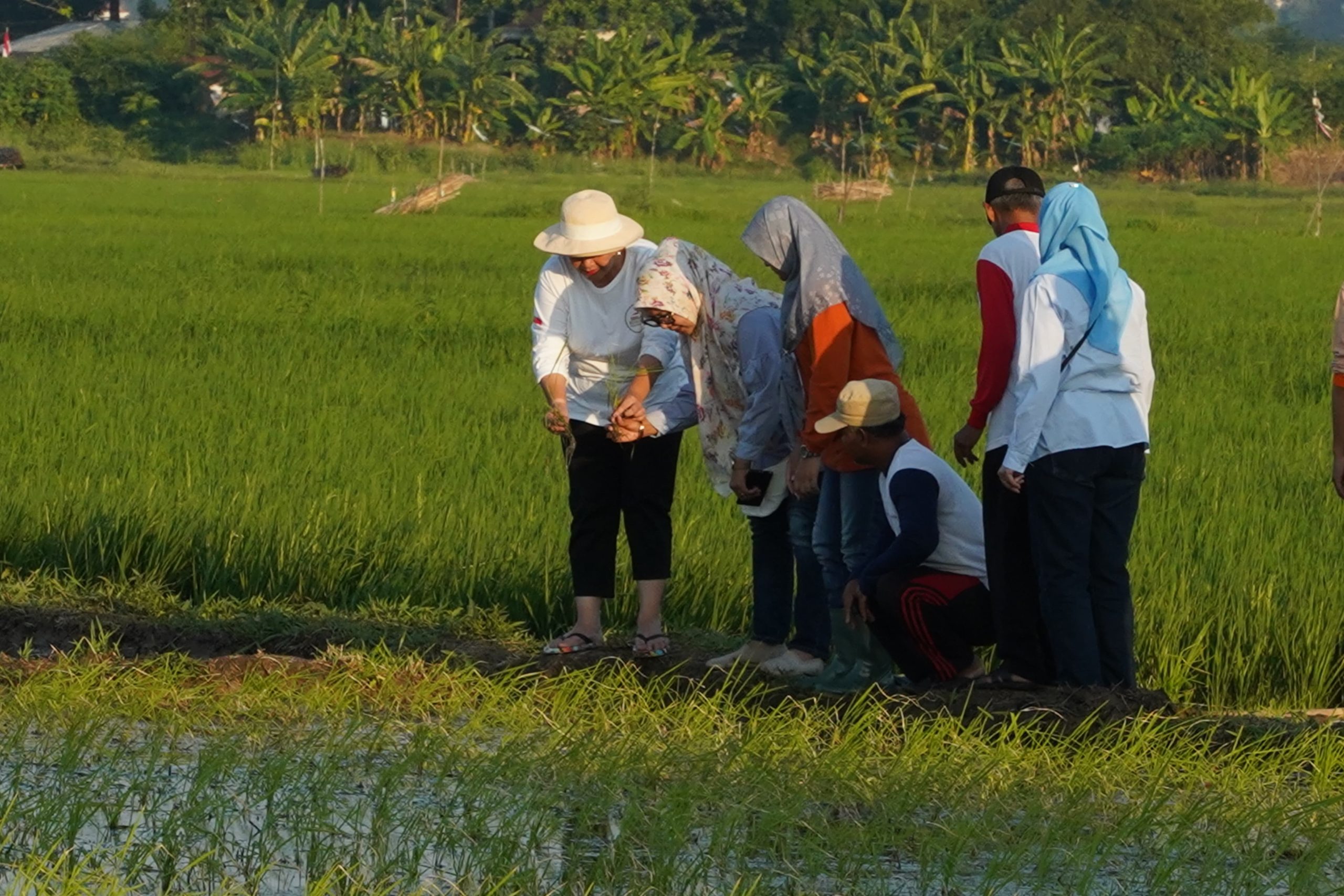 Walikota Semarang Berharap Padi Biosalin Bisa Beri Kesejahteraan Masyarakat Pesisir