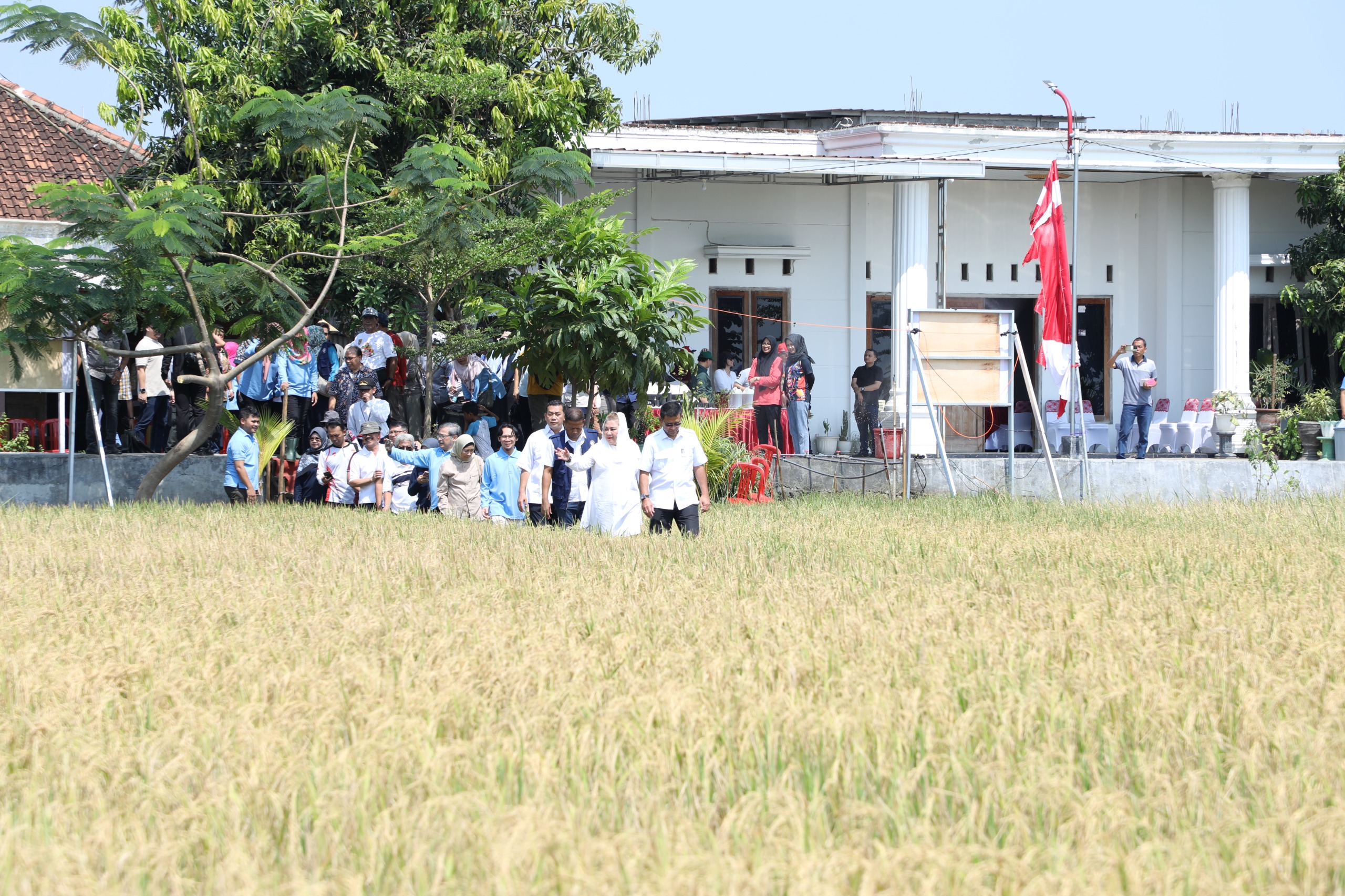 Inovasi Pemkot Semarang Lahan Salin, Masa Depan Pangan dan Energi Berkelanjutan