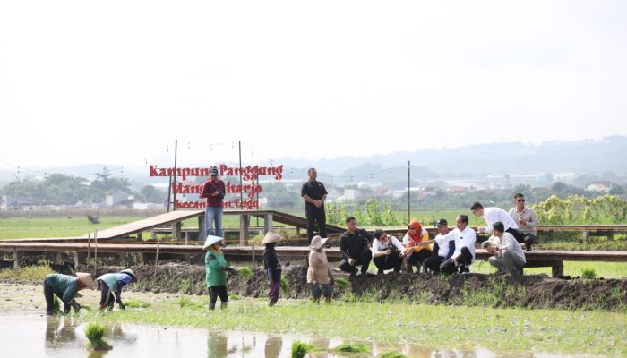 Jokowi Kunjungi Kawasan Penanaman Padi Biosalin, Solusi Pangan untuk Wilayah Pesisir Kota Semarang