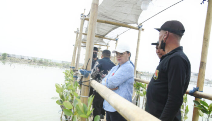 Kembangkan Potensi Pariwisata Berbasis Lingkungan, Wali Kota Semarang Mulai Siapkan Ekowisata Mangrove di Kawasan Tambakrejo