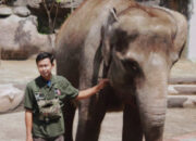 Mulai 1 Januari 2026, Semarang Zoo Patuh Larangan Peragaan Gajah Tunggang