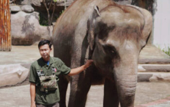 Mulai 1 Januari 2026, Semarang Zoo Patuh Larangan Peragaan Gajah Tunggang