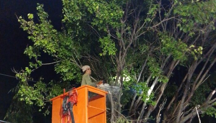 Disperkim Kota Semarang Gerak Cepat Atasi Pohon Tumbang