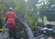 Hujan Disertai Angin Kencang, Pemkot Gerak Cepat Tangani Puluhan Pohon di Semarang yang Tumbang