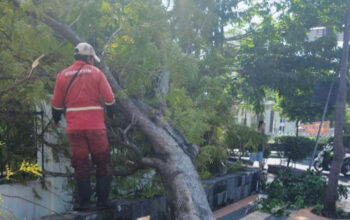 Hujan Disertai Angin Kencang, Pemkot Gerak Cepat Tangani Puluhan Pohon di Semarang yang Tumbang