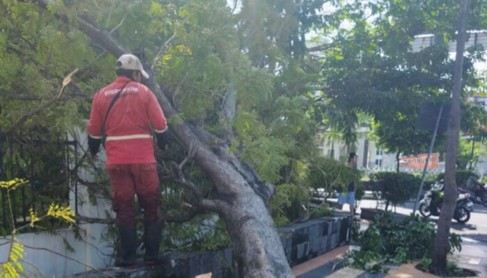 Hujan Disertai Angin Kencang, Pemkot Gerak Cepat Tangani Puluhan Pohon di Semarang yang Tumbang