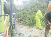 Cuaca Ekstrem Terjang Semarang, Pemkot Tangani Belasan Titik Pohon Tumbang