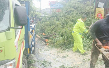 Cuaca Ekstrem Terjang Semarang, Pemkot Tangani Belasan Titik Pohon Tumbang