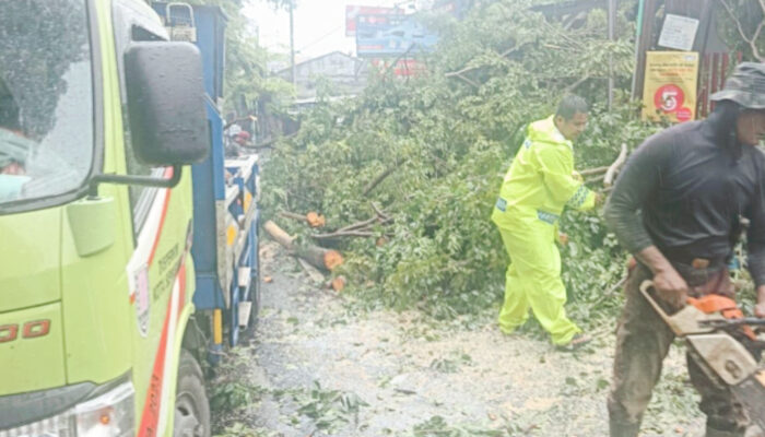 Cuaca Ekstrem Terjang Semarang, Pemkot Tangani Belasan Titik Pohon Tumbang