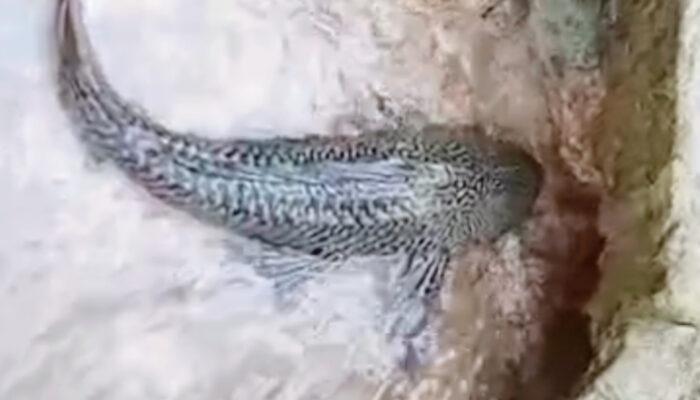 Ikan Sapu-Sapu Rusak Ekosistem dan Tanggul Sungai di Semarang