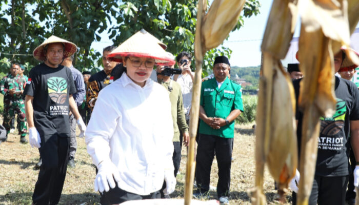 Wali Kota Semarang Apresiasi GP Ansor, Panen Raya Jagung Jadi Bukti Pemuda Mampu Perkuat Ketahanan Pangan