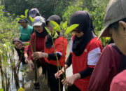 Peringati HUT ke-81 RI, UKM PIB USM Tanam Mangrove di Pesisir Semarang