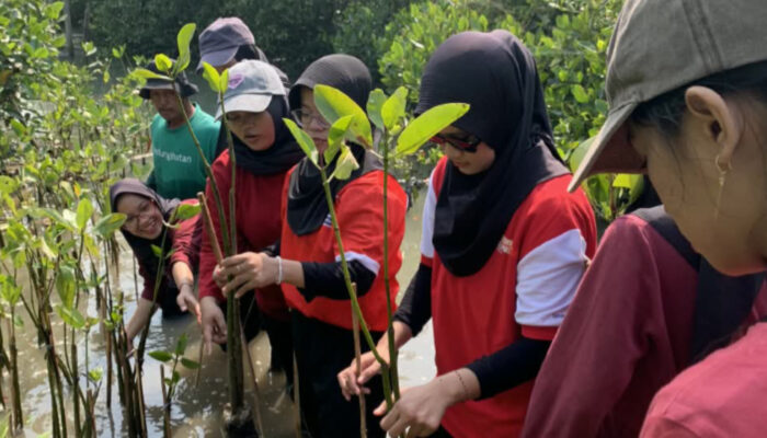Peringati HUT ke-81 RI, UKM PIB USM Tanam Mangrove di Pesisir Semarang