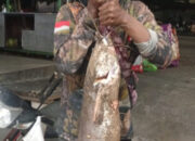 Heboh! Lele Monster 13,5 Kilogram Ditangkap di Kali Semarang Hasanudin