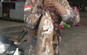 Heboh! Lele Monster 13,5 Kilogram Ditangkap di Kali Semarang Hasanudin