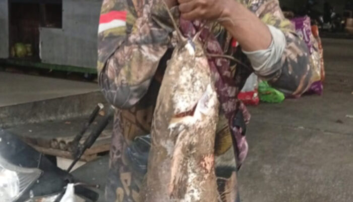Heboh! Lele Monster 13,5 Kilogram Ditangkap di Kali Semarang Hasanudin