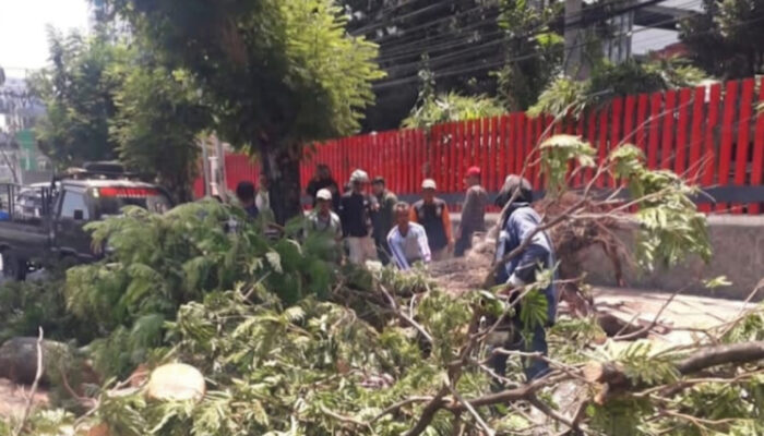 Di Balik Tumbangnya Pohon Soga di Pandanaran, Pemkot Semarang Temukan Masalah Struktur Tanah
